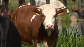 Brązowo-biała krowa na tle zielonej łąki i stawu, z widocznymi żółtymi kolczykami na uszach.