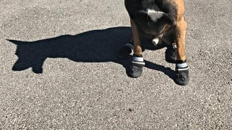 Z powodu upałów psy policyjne służą w butach. "Temperatura asfaltu wynosi co najmniej 50 stopni"