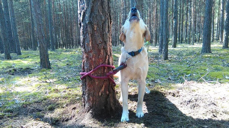 Zwyrodnialec przywiązał psa do drzewa w środku lasu