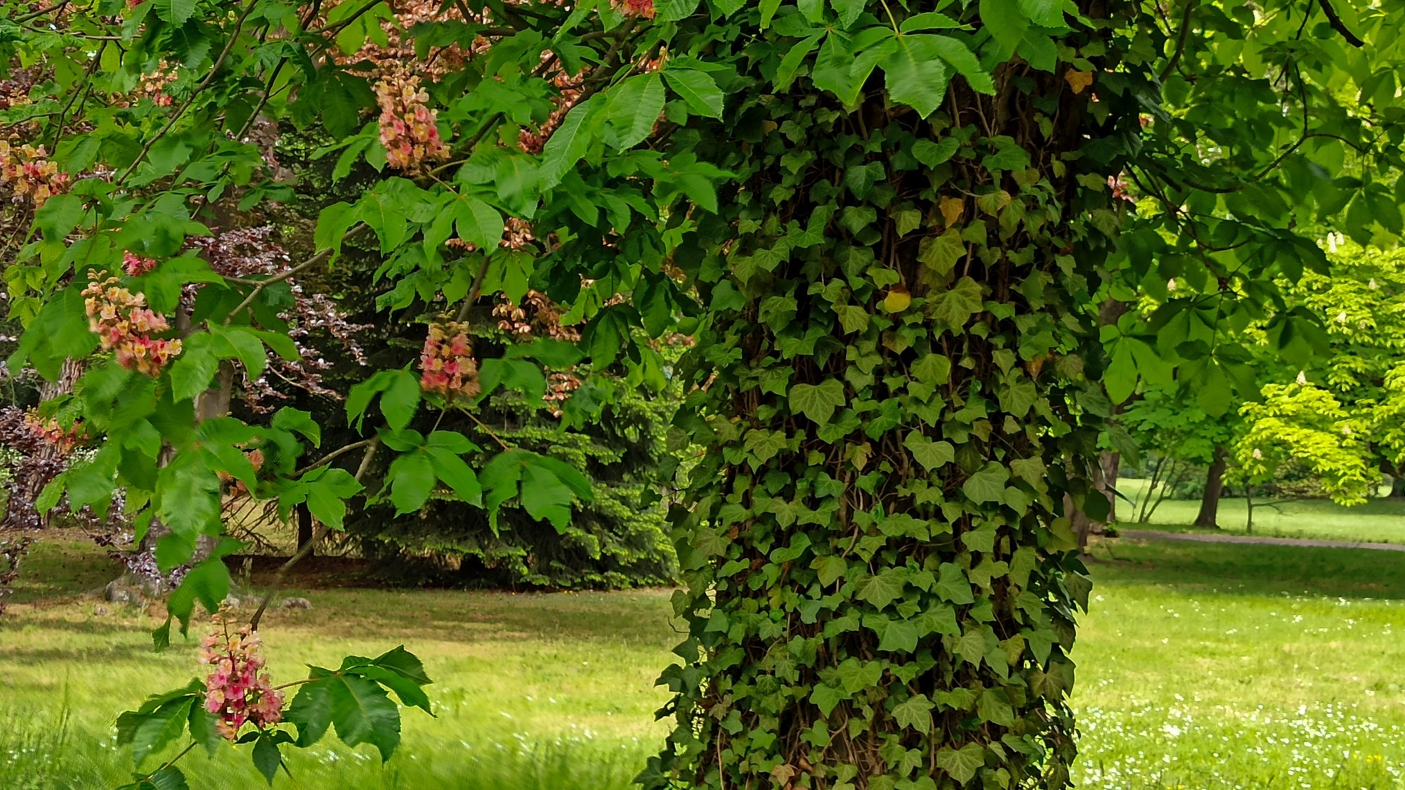 Całe piękno późnej wiosny - zdjęcie 35