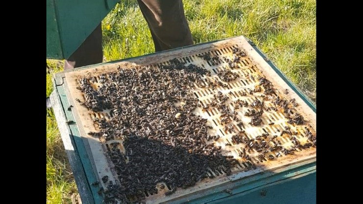 Otruł 112 kg pszczół. Sąsiedzki konflikt