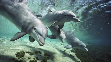 Język delfinów rozszyfrujemy już za 2 lata za pomocą sztucznej inteligencji