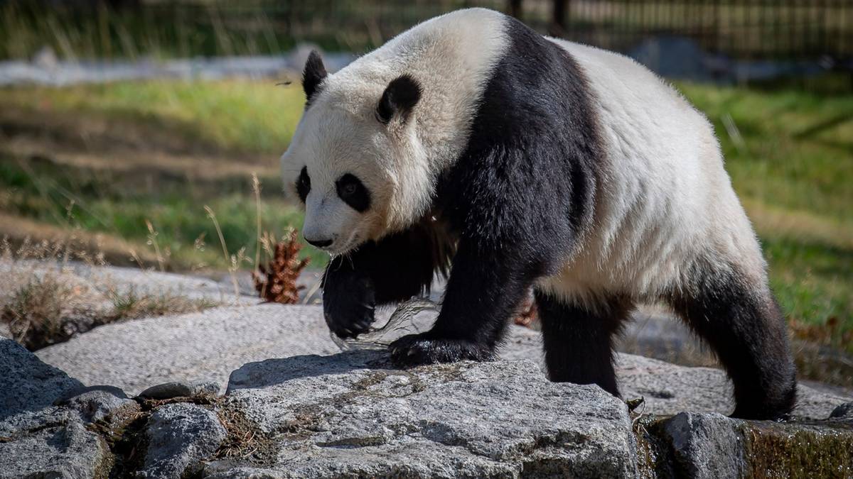 Finlandia oddaje "prezent" Chinom. Okazał się za drogi