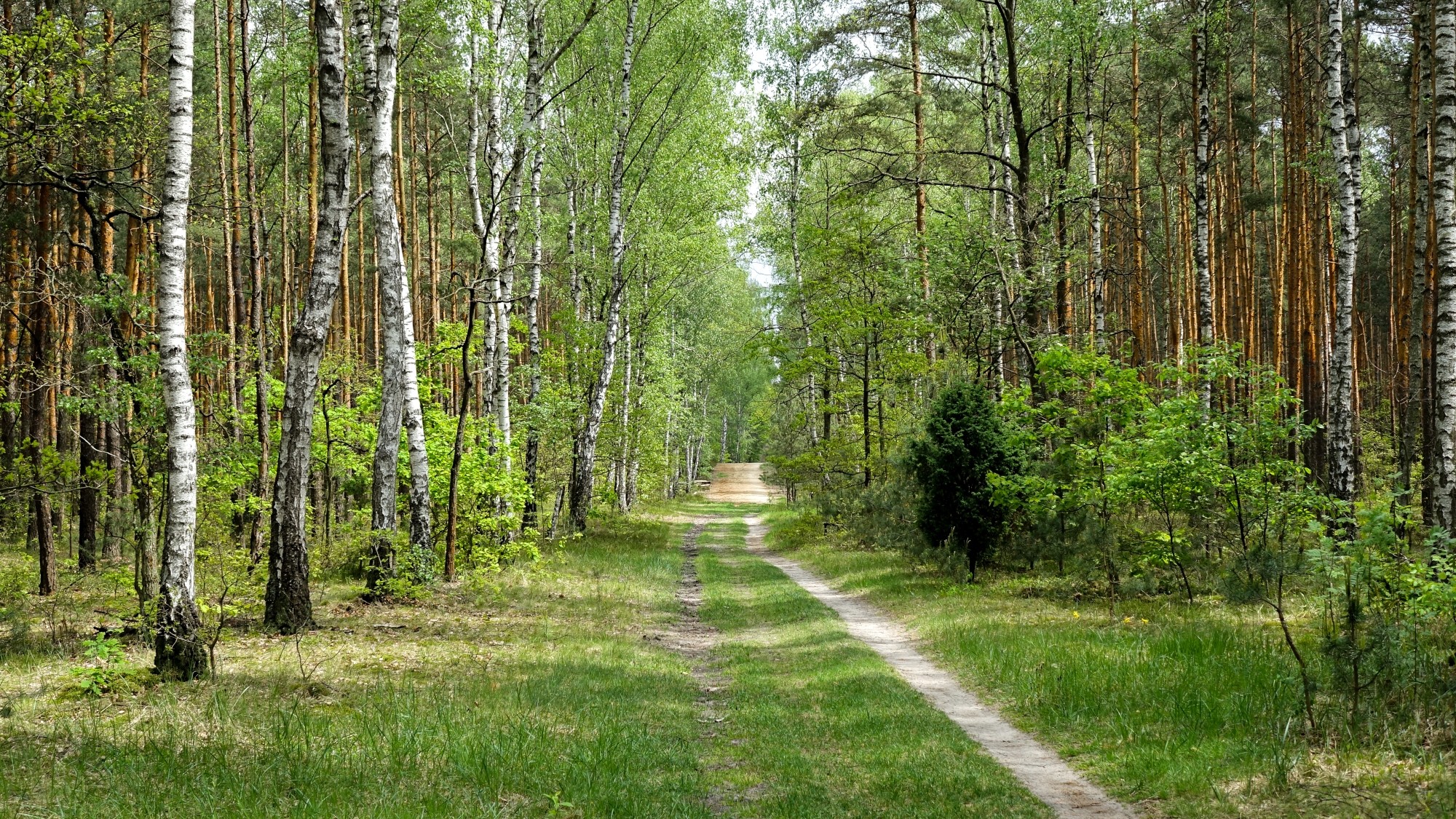 Urocze zakątki w lasach - zdjęcie 86