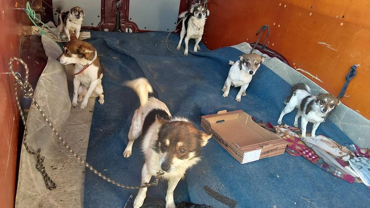 Polak zadziwił Niemców na granicy. Zdradziły go dźwięki z samochodu