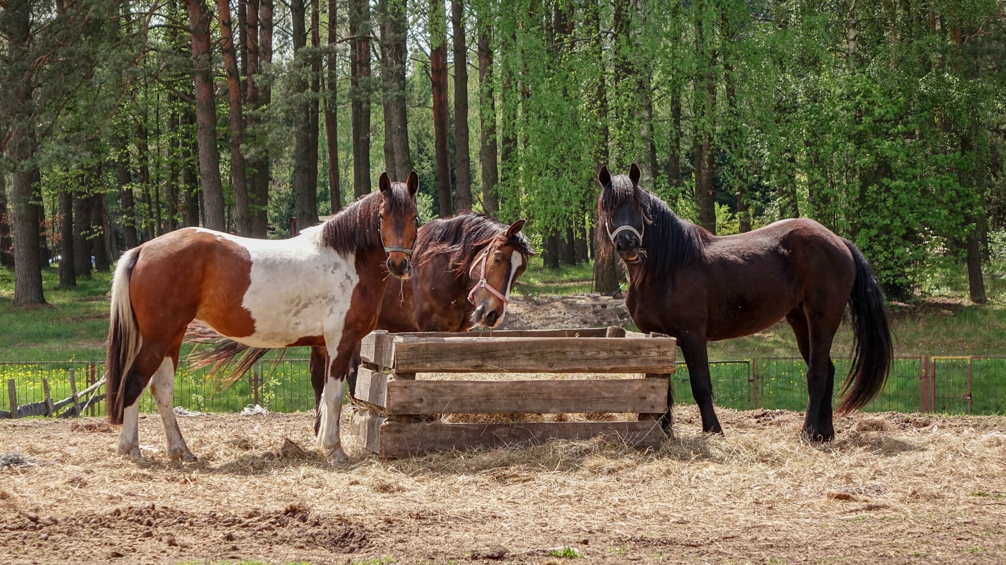 Z kamerą wśród zwierząt - zdjęcie 26