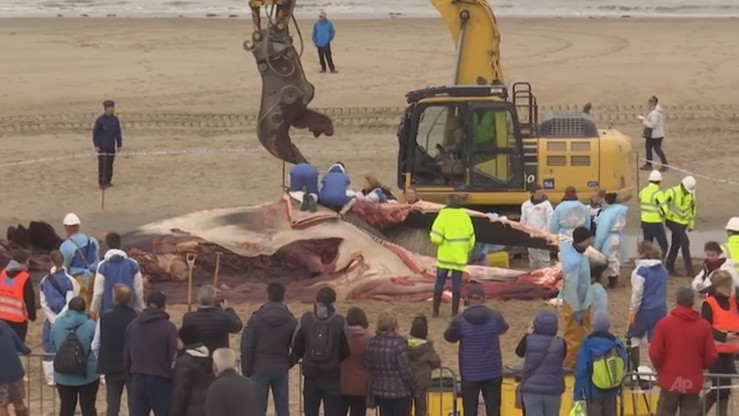 18-metrowy martwy wieloryb na plaży w Belgii