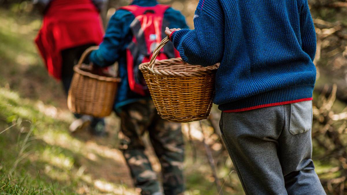 Trzy osoby idące leśną ścieżką z wiklinowymi koszykami w rękach.