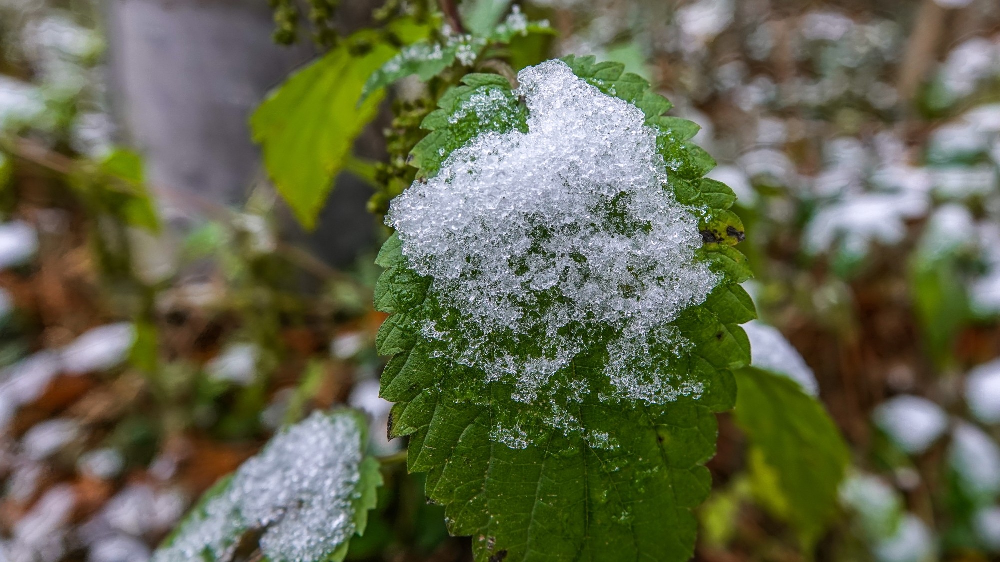 Pierwszy śnieg - zdjęcie 15
