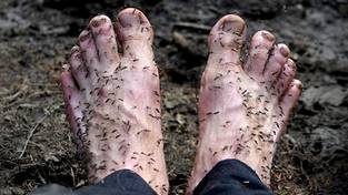 13-05-2024 05:56 Tak wygląda lato na Syberii. Komary pożerają ludzi żywcem. „To nie było zwykłe swędzenie”