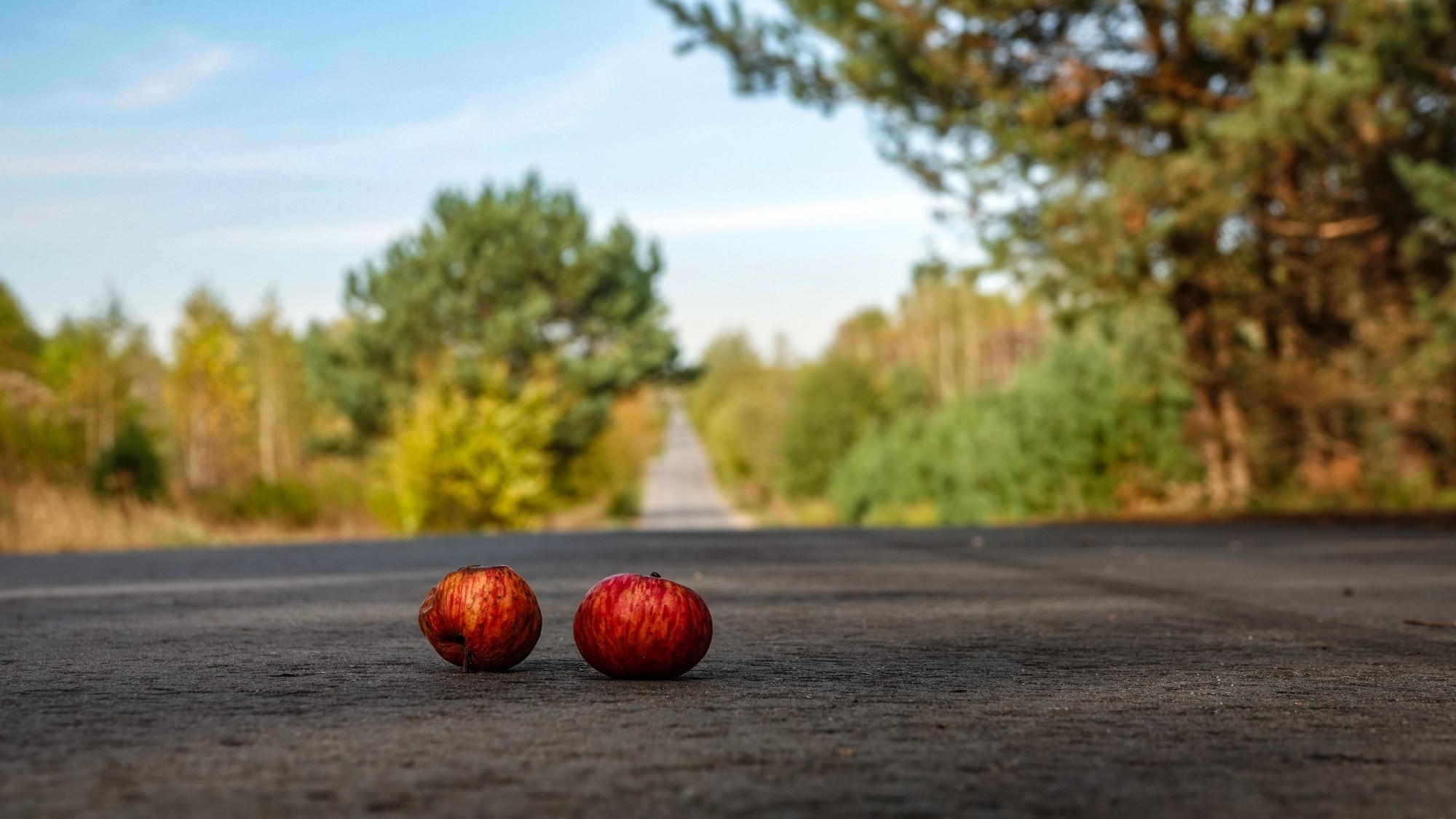 Wszystkie barwy jesieni - zdjęcie 16