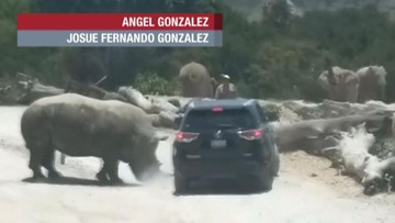 Nosorożec zaatakował auto z turystami