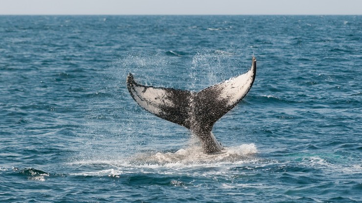 Uratowano 18-metrowego wieloryba, który wpłynął do portu w Walencji