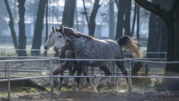 Będzie odrębne śledztwo ws. aukcji koni w Janowie Podlaskim