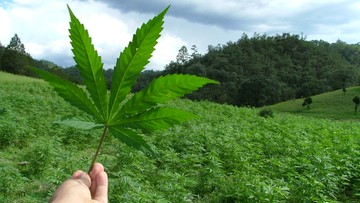 Marihuana medyczna legalna w Kolumbii