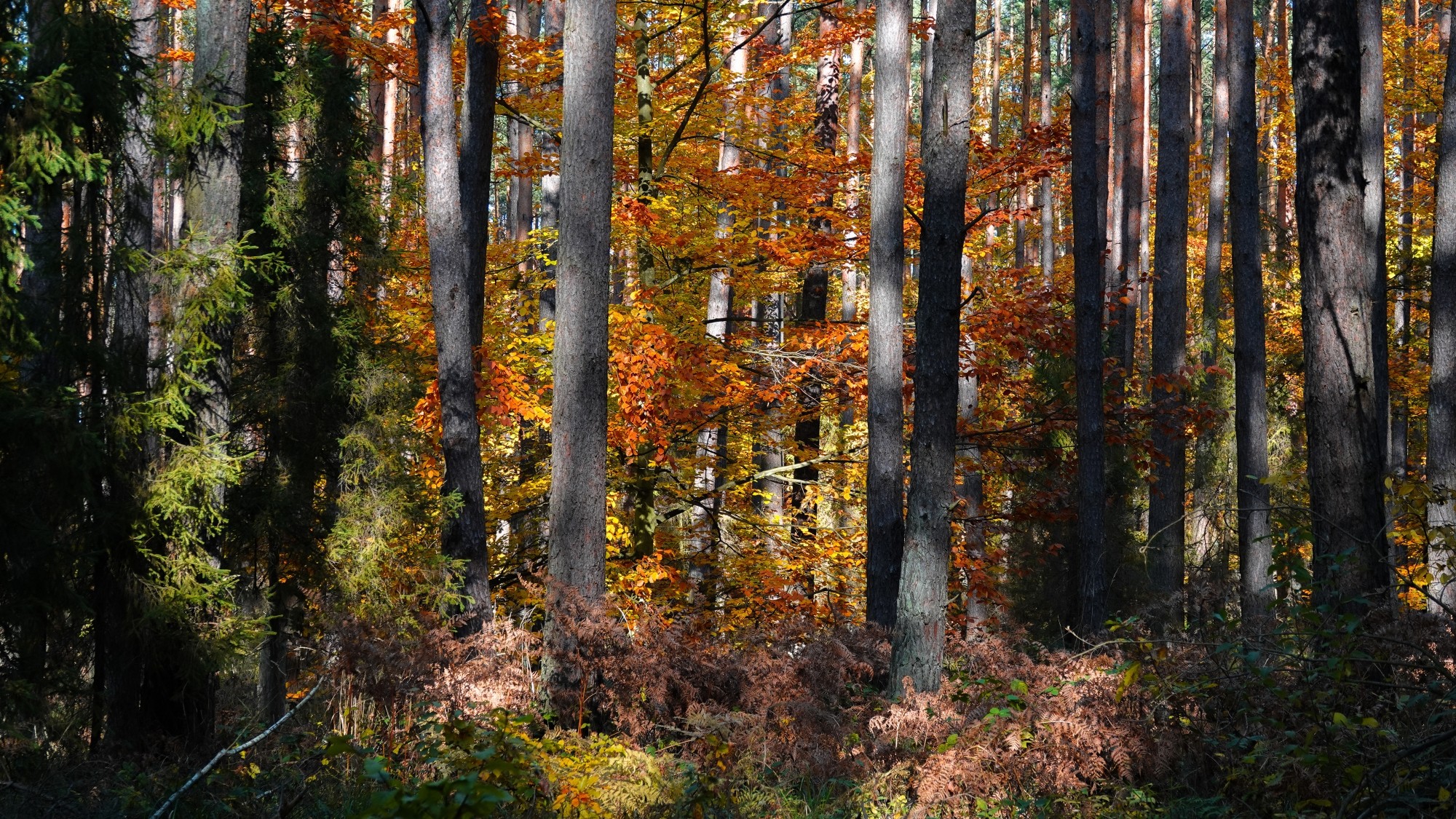 Jesienne klimaty - zdjęcie 10