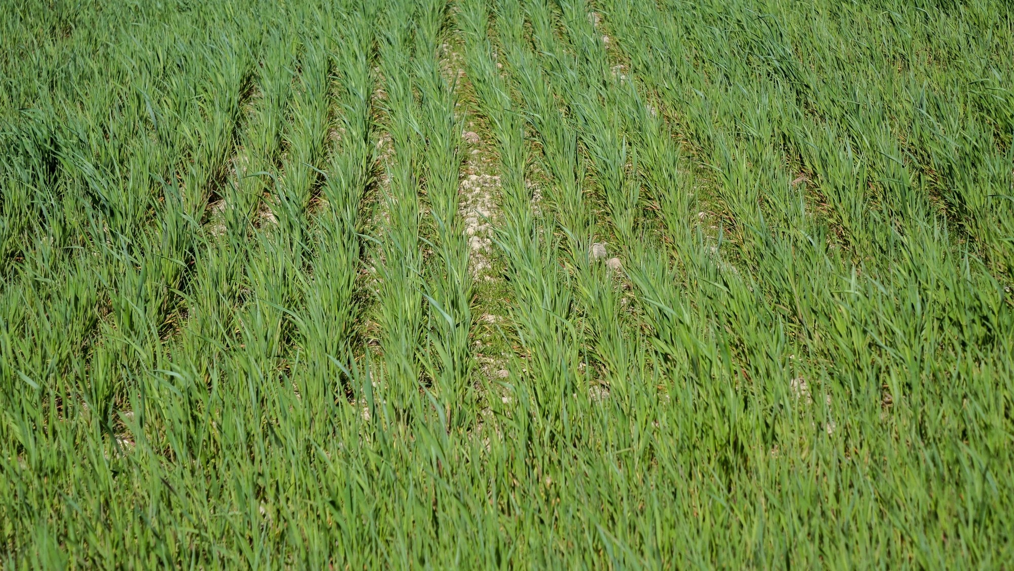 Podróż przez wiosenną Polskę - zdjęcie 25