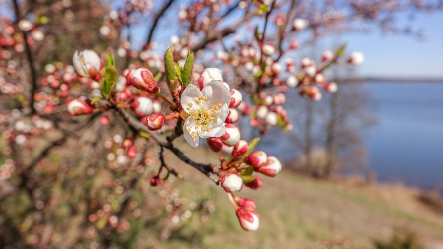 15.04.2019 11:00 Tak się zaczyna wiosna. Zobacz jej pierwsze powiewy na fantastycznych zdjęciach z całej Polski