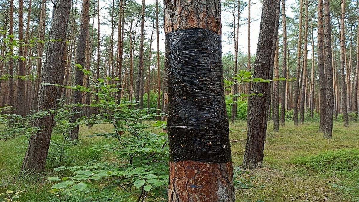 Kto okleja drzewa w lesie czarną taśmą? Zagadka rozwiązana