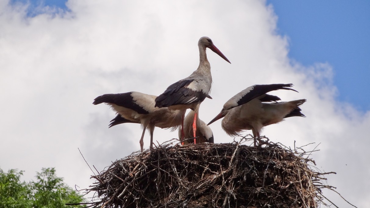 Bociania wioska - zdjęcie 20