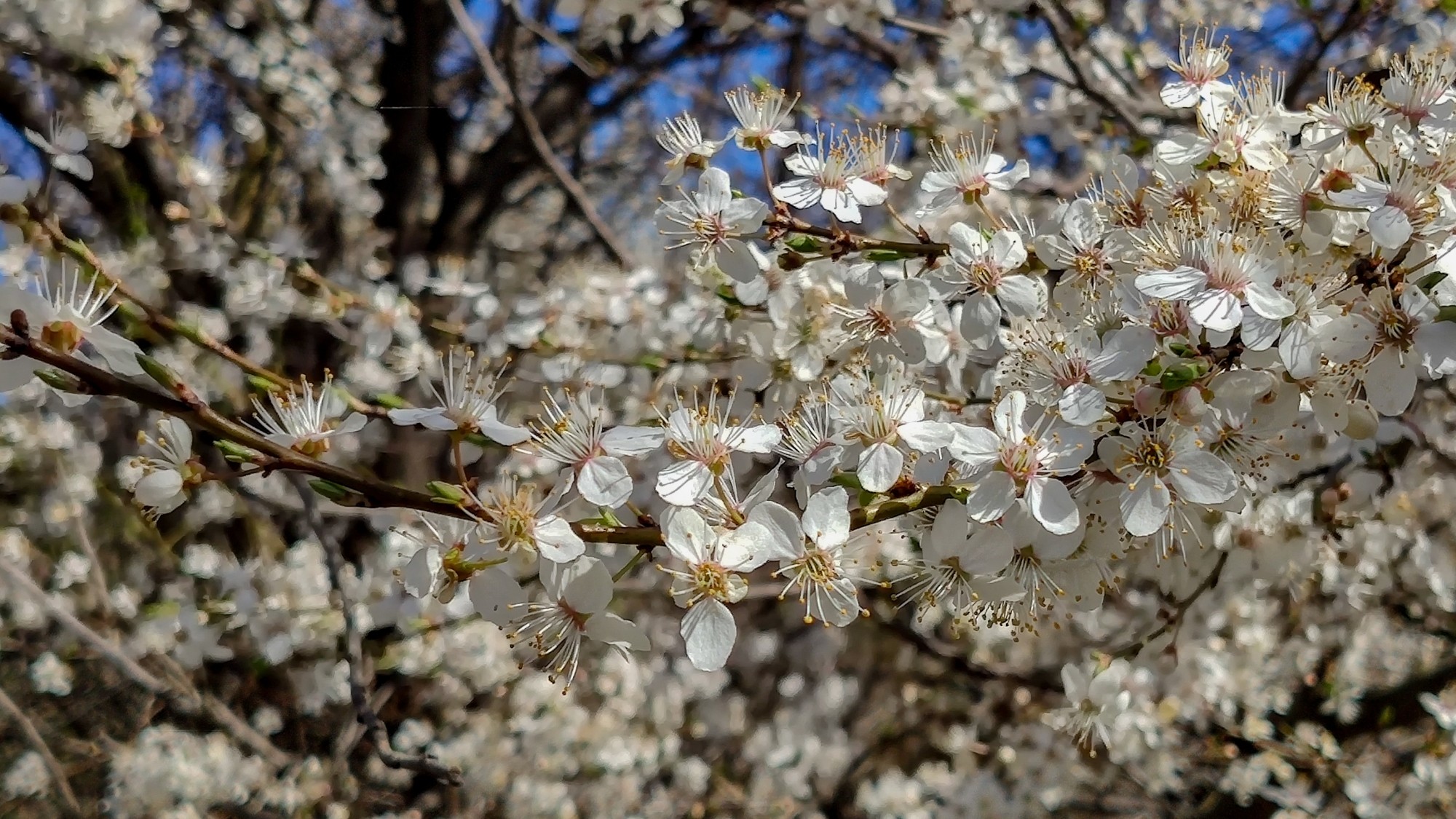 Kwitnąca wiosna - zdjęcie 12