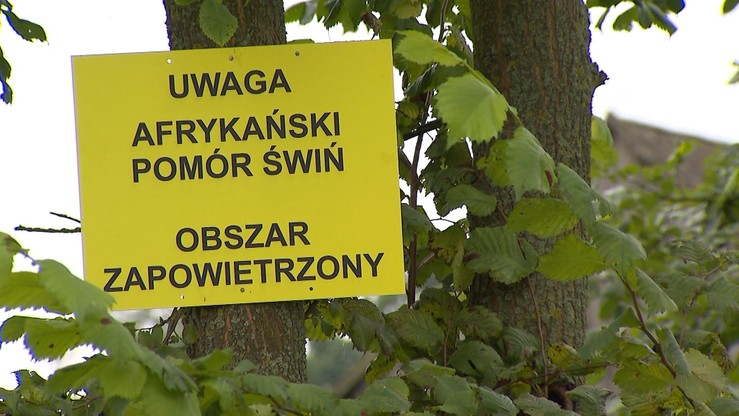 ASF wykryty u dwóch martwych dzików pod Warszawą. Wyznaczono obszar skażony