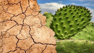 24.08.2021 08:00 Taka susza, że ludzie zmuszeni są jeść liście kaktusów. Niedożywionych jest pół miliona dzieci