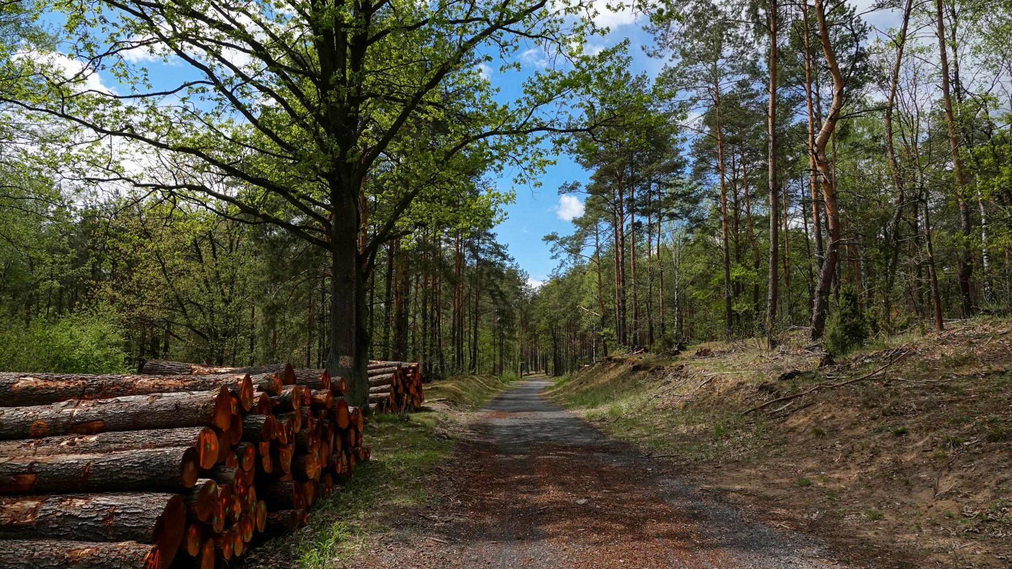 Całe piękno późnej wiosny - zdjęcie 45