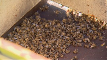 Ktoś otruł 3,5 miliona pszczół. "Rozgoryczenie jest straszne"