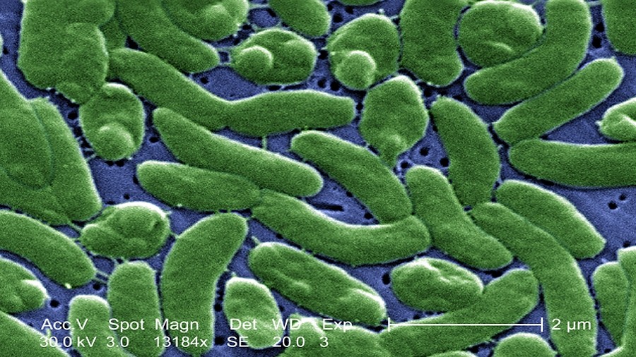 Bakteria Vibrio vulnificus. Fot. Wikipedia / CDC / James Gathany.