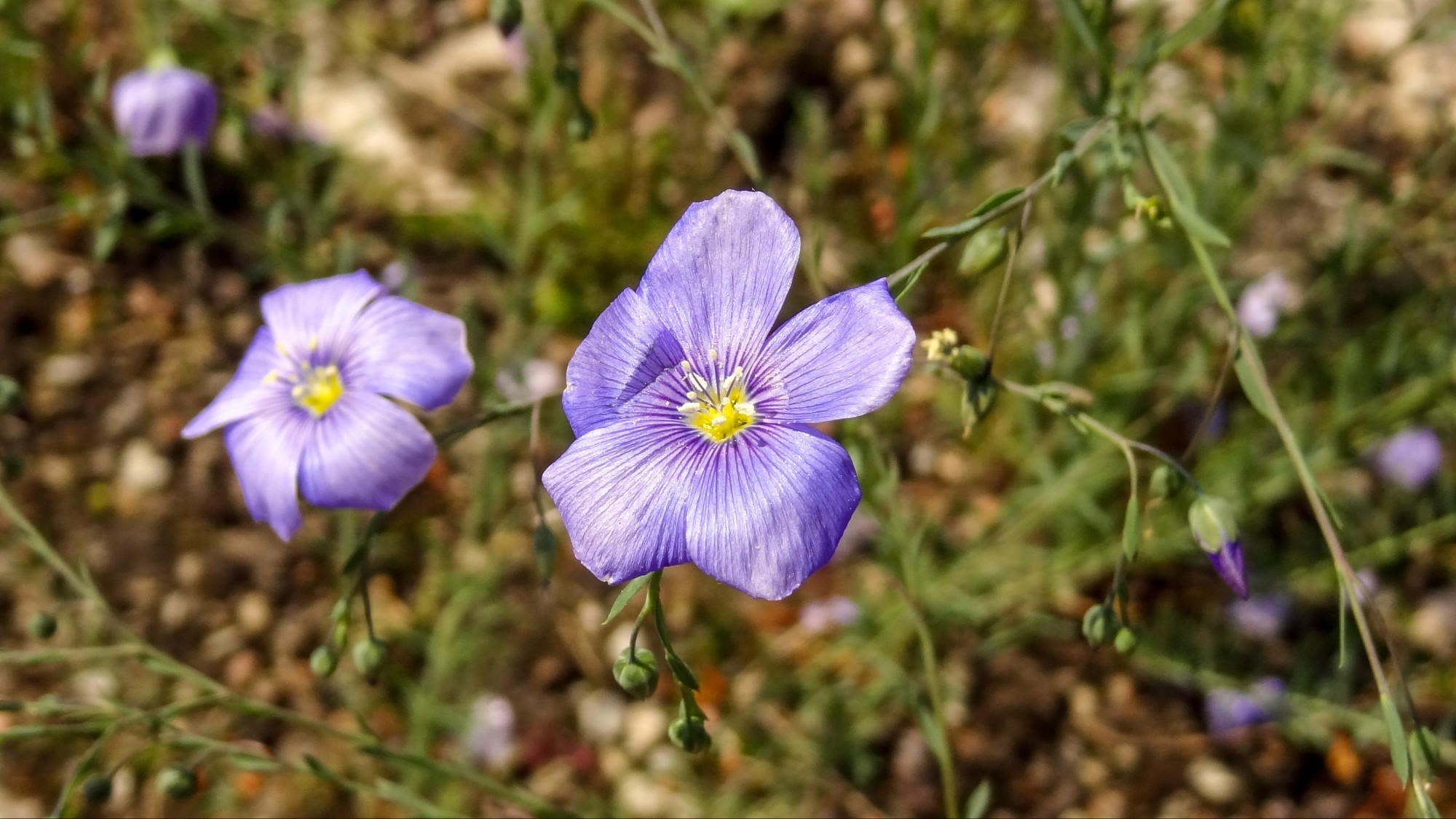 Wiosna radosna - zdjęcie 29