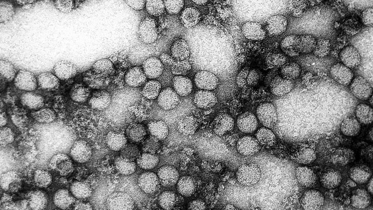 Nigeria: wykryto epidemię żółtej febry. Zmarły co najmniej 172 osoby