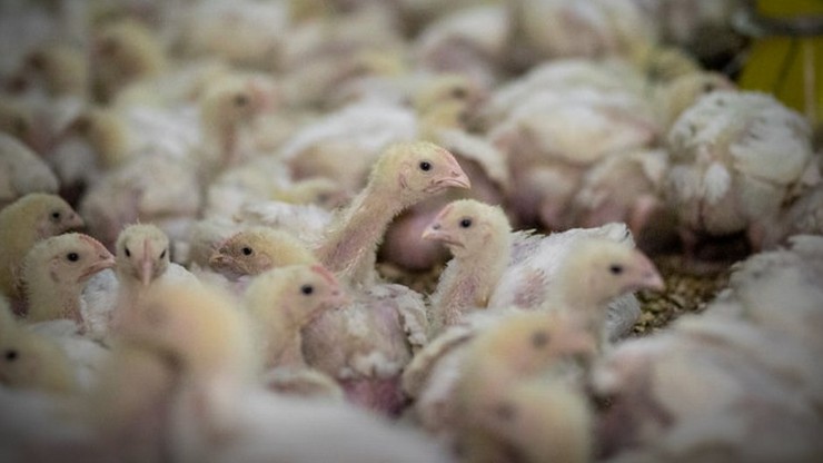 Wielka Brytania. Każdego tygodnia przedwcześnie milion kurczaków. "Konsumenci byliby zniesmaczeni"