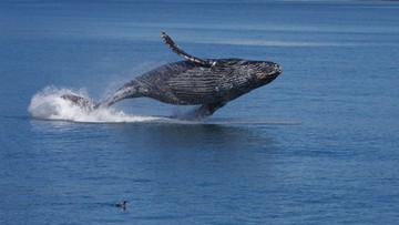 Japonia: pasażerski prom uszkodzony po zderzeniu z wielorybem