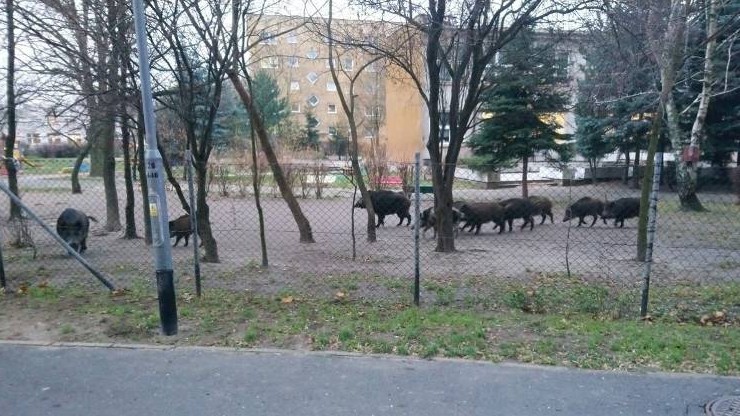 Dziki wtargnęły na teren przedszkola w Poznaniu