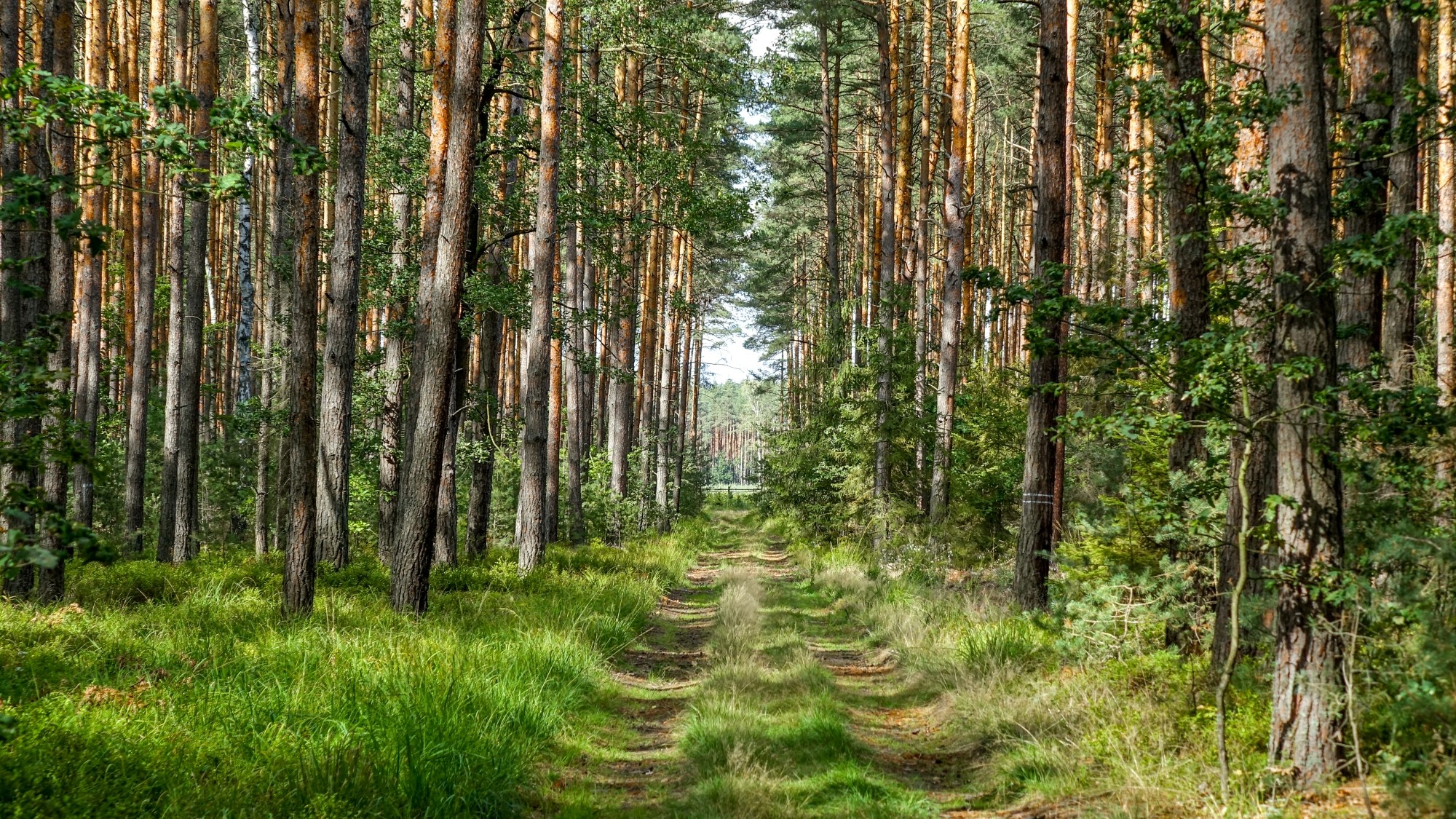 Późne lato na łonie natury - zdjęcie 11