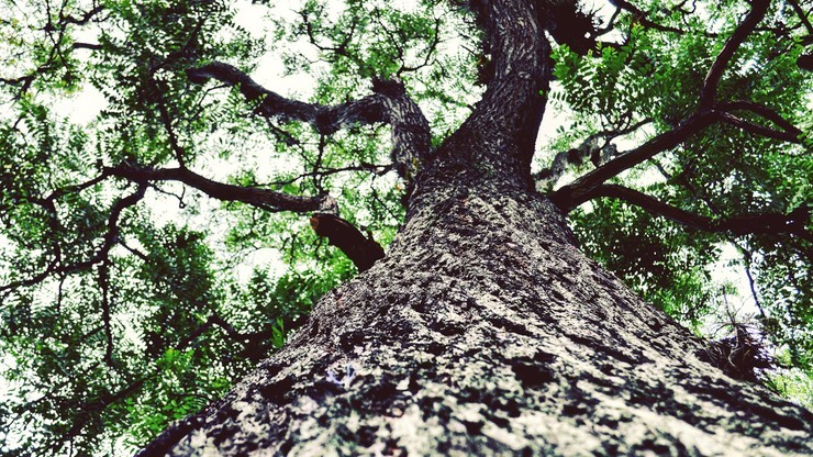 Ekolodzy szukają polskiego Drzewa Roku; wybiorą je internauci