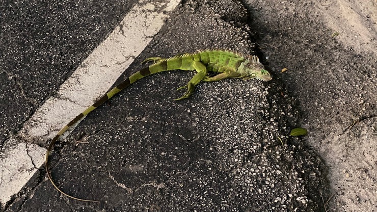 Iguany masowo spadały z drzew na Florydzie [ZDJĘCIA]