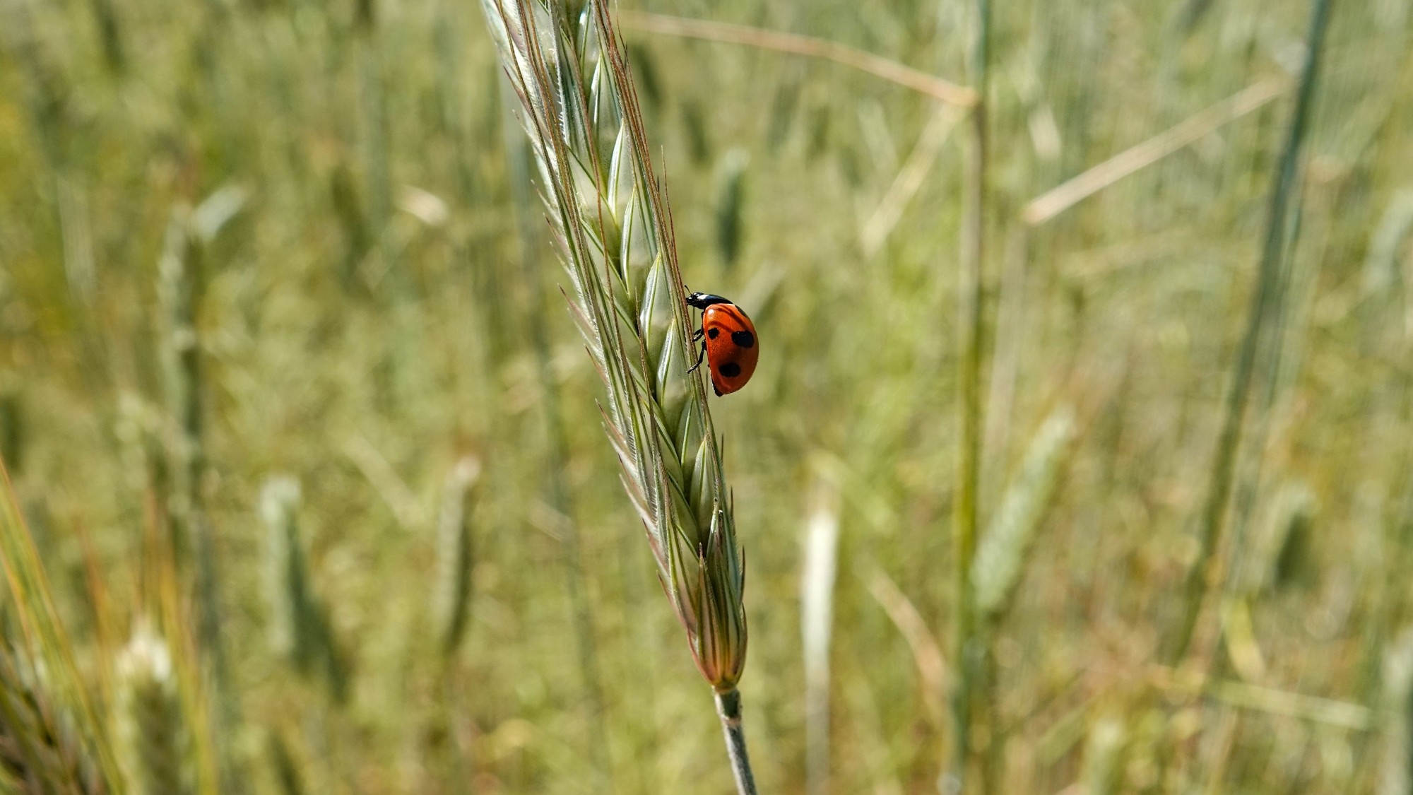 Lato w plenerze - zdjęcie 9