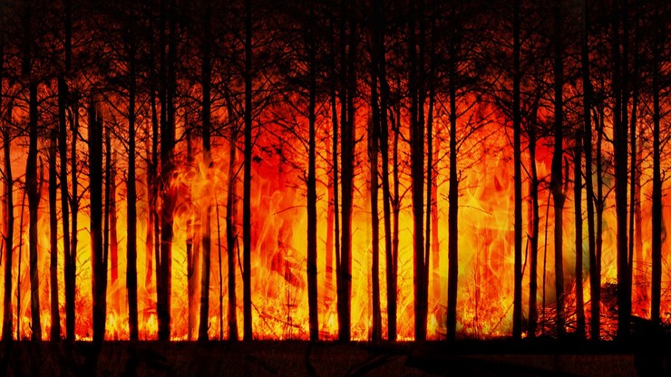 Strażacy: 9 tys. pożarów w lasach od stycznia. Więcej niż w całym roku ubiegłym