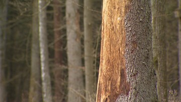 Lasy Państwowe: coraz więcej kornika w Puszczy Białowieskiej