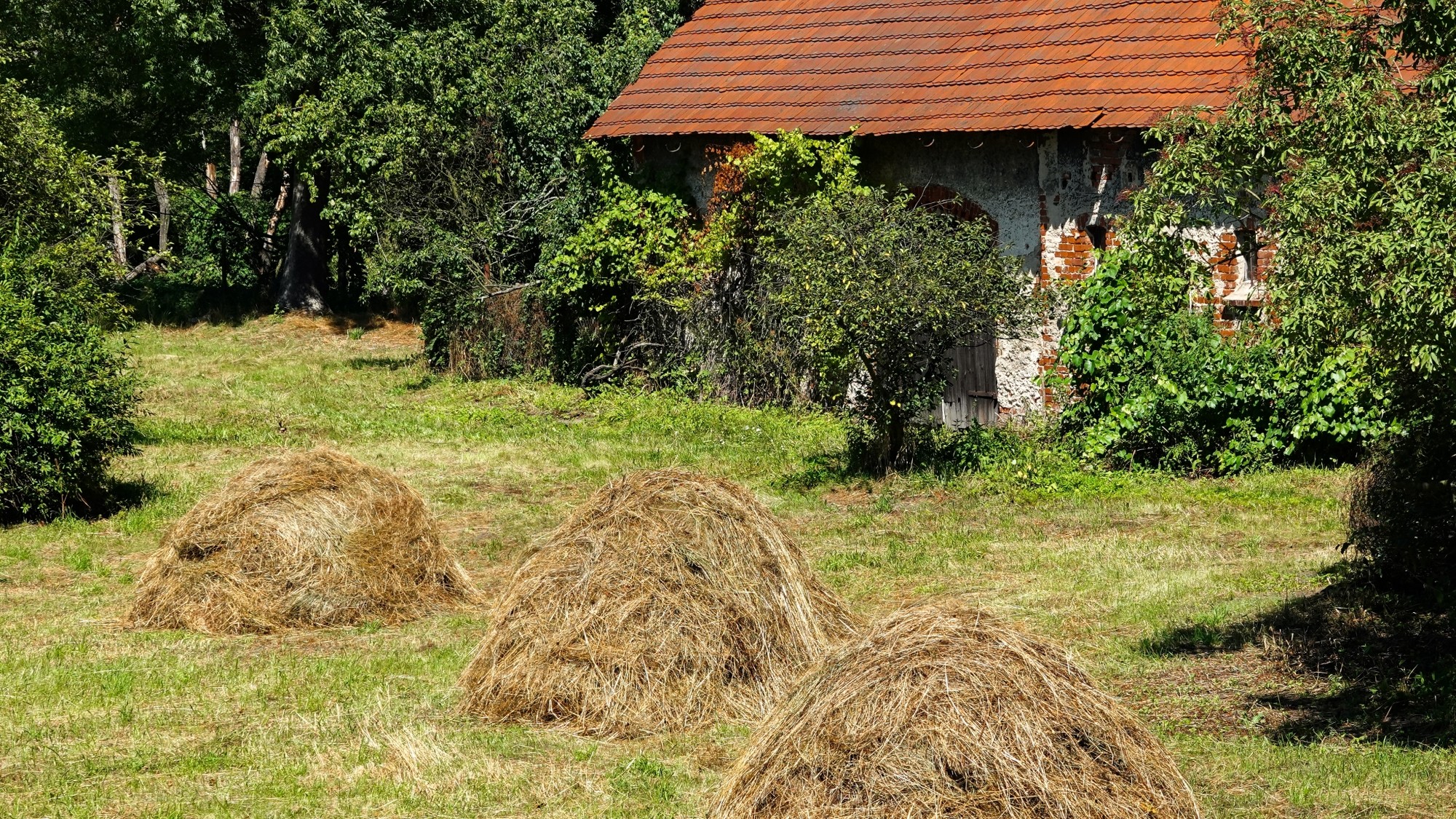 Środek lata w plenerze - zdjęcie 30