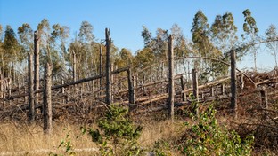 11.08.2019 00:00 Bory Tucholskie po nawałnicy