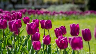 19.05.2022 05:56 Wybraliśmy się do cudownego ogrodu, aby pokazać Ci, jak pięknie jest wiosną. Zobacz i odstresuj się