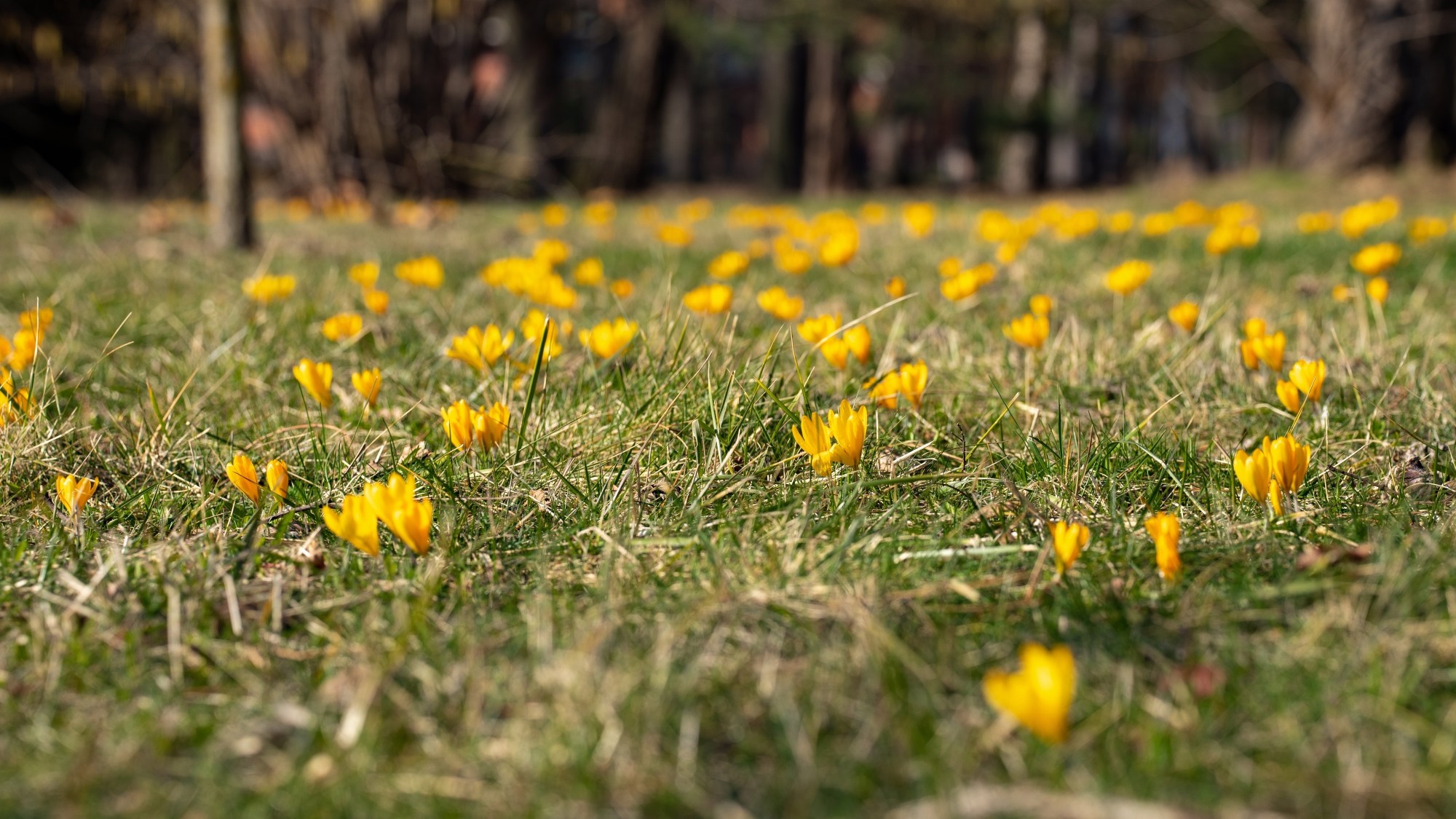 Kraina krokusów - zdjęcie 19