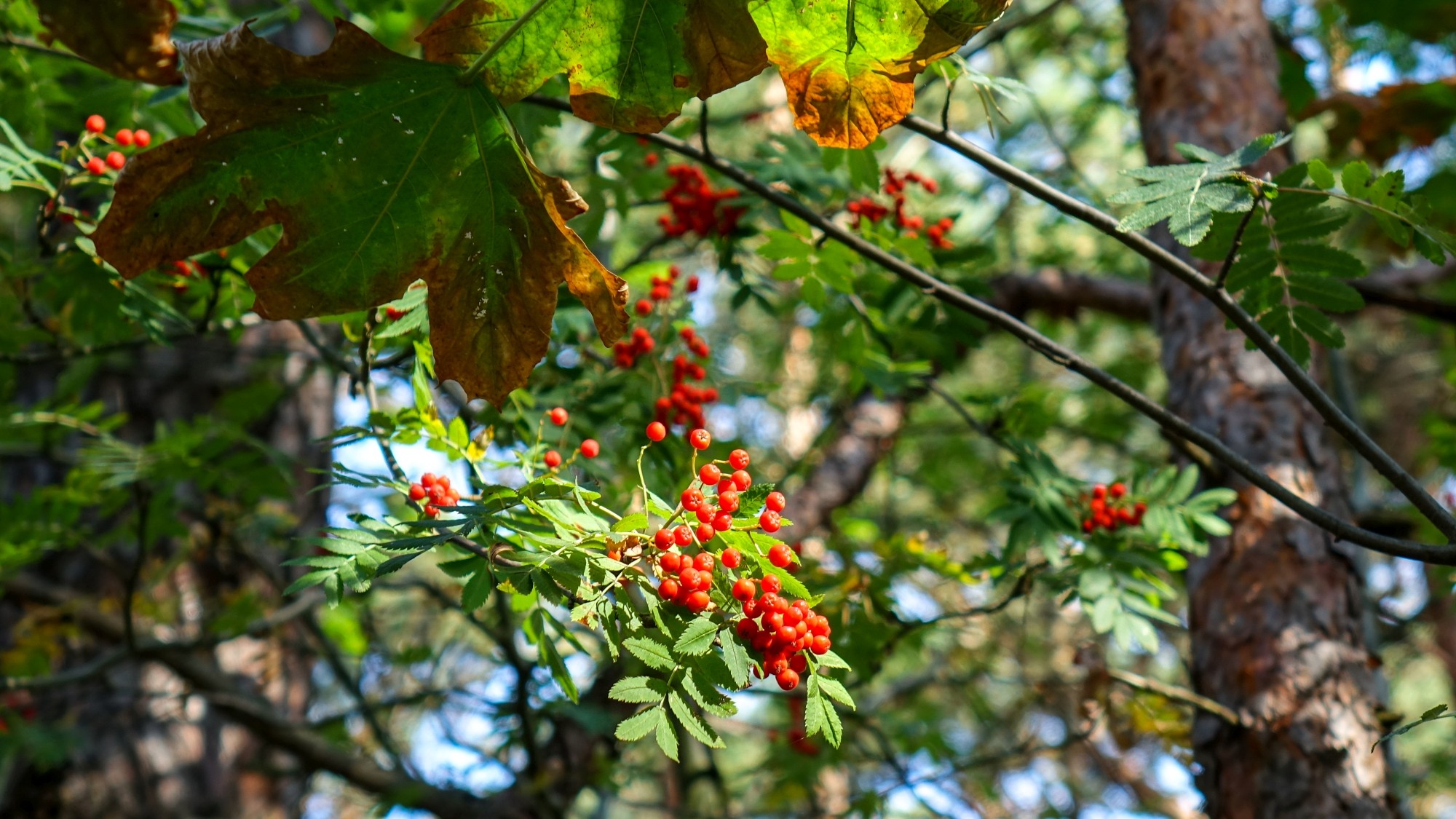 Sierpień w obiektywie - zdjęcie 37