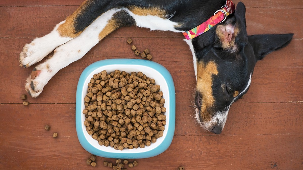 Miska spowalniająca jedzenie dla psa – poznaj najlepsze rozwiązania!