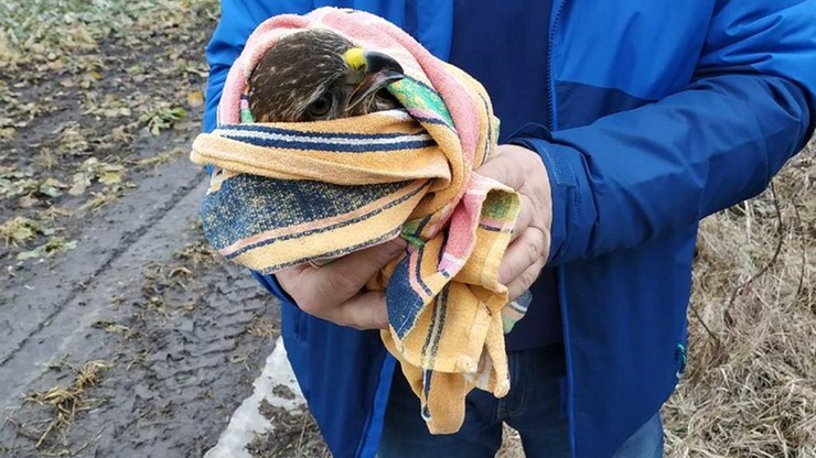 Pogranicznicy uratowali rannego myszołowa. Ptak trafił do schroniska dla zwierząt