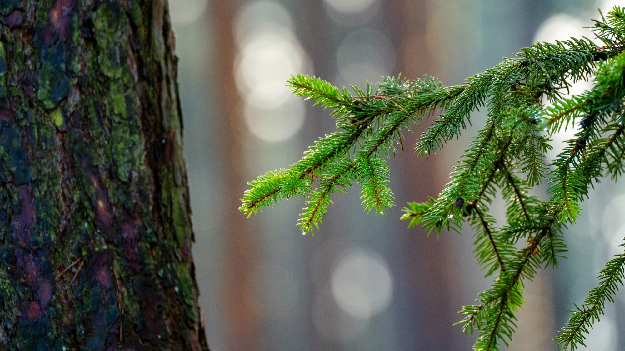 Różne oblicza zimy - zdjęcie 29