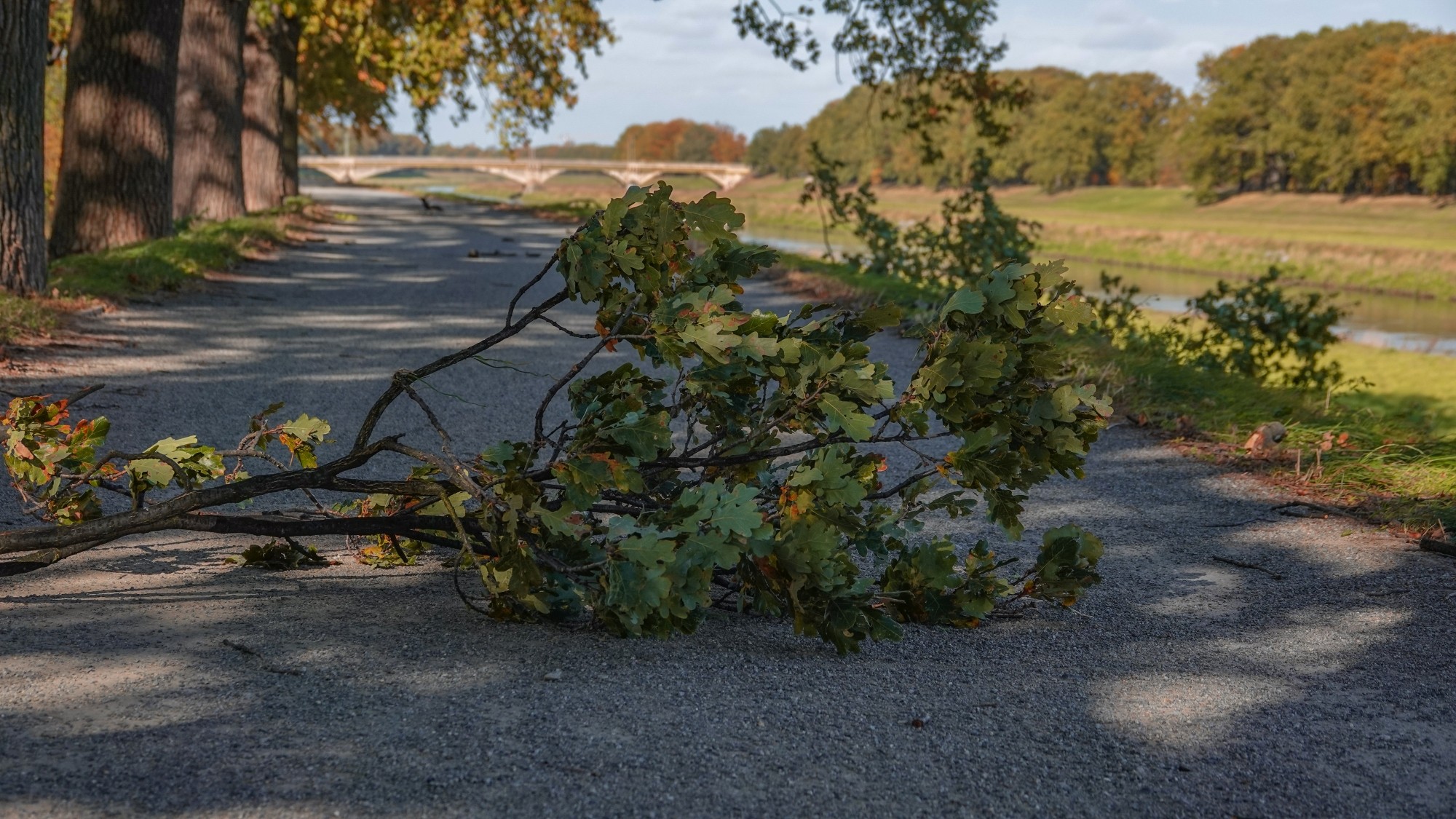 Wichura w Polsce - zdjęcie 22